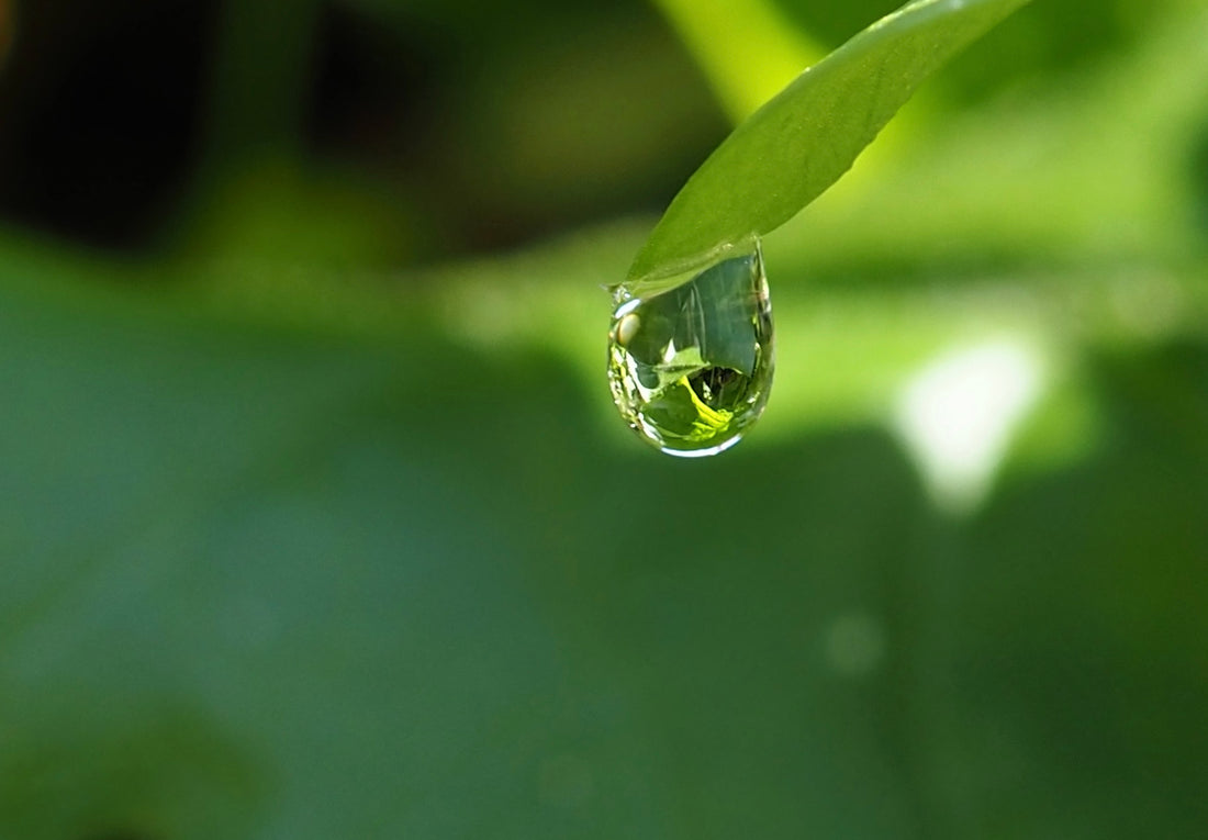 Green Seeds Storeがオープンしました。