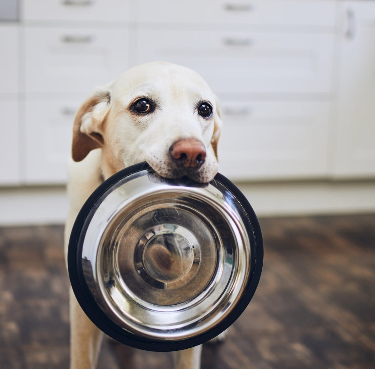 The Next Dekade 愛犬用防災セット